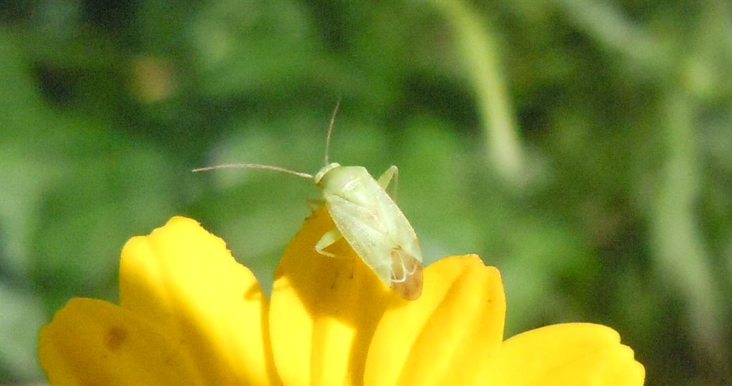Apolygus spinolae?